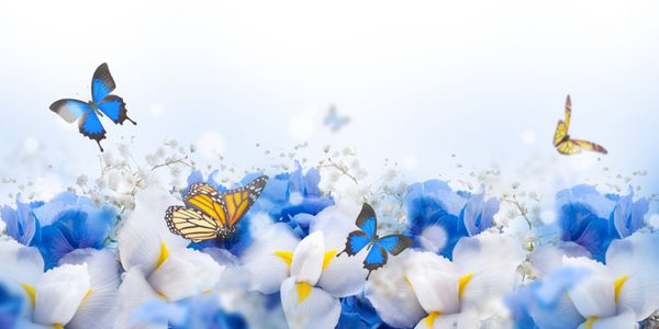 پری پروانه ای شگفت انگیز از گل ادریسی و زنبق