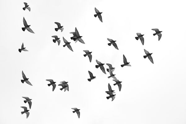 بسیاری از پرندگان کبوتر در آسمان پرواز می کنند سیاه و سفید