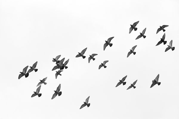 بسیاری از پرندگان کبوتر در آسمان پرواز می کنند سیاه و سفید