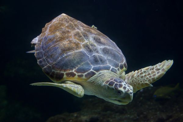 لاک‌پشت دریایی کارتا کارتا که به نام لاک‌پشت دریایی نیز شناخته می‌شود