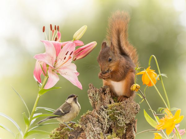 نمای نزدیک از موش که روی تنه ای با گل ایستاده و یک سنجاب قرمز در حال تماشا است