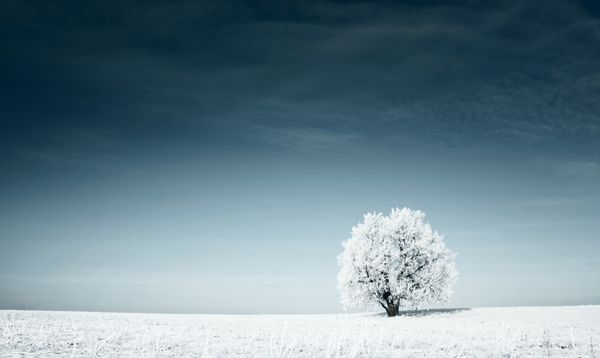 تنها درخت یخ زده در مزرعه برفی و آسمان آبی تیره