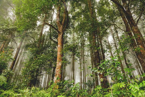جنگل همیشه سبز جنگل پس از باران پس زمینه مه آلود طبیعی بالی اندونزی
