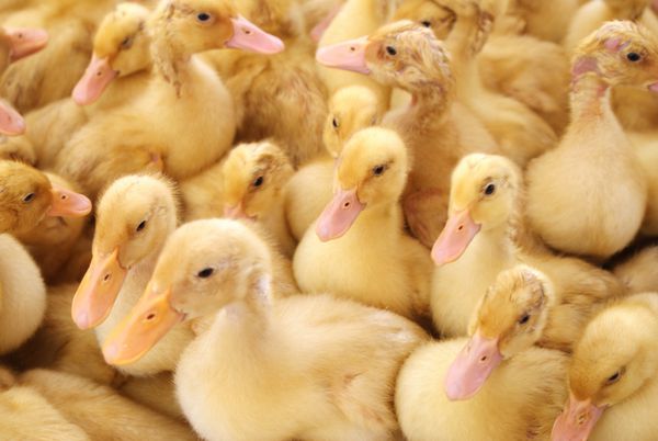 گروهی از اردک های جوان پس از تولد