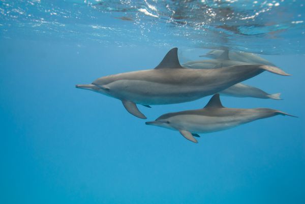 موهر و دلفین های جوان اسپینر stenella longirostris ساتایا دریای سرخ جنوبی مصر