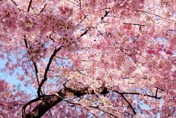 پس زمینه شکوفه های گیلاس با رنگ صورتی دوست داشتنی