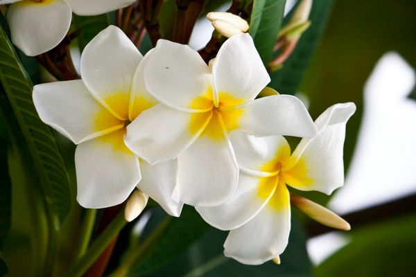 گل فرانجی‌پانی سفید در طول تابستان به طور کامل شکوفا می‌شود