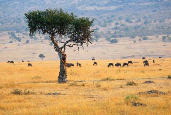بزهای درختی و وحشی در ساوانا ماسای مارا کنیا