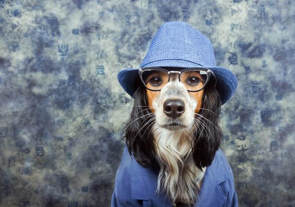 سگ اوباش کارآگاه تجاری در کت و شلوار با کلاه