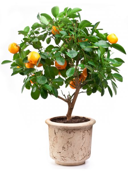 درخت نارنگی کوچک در زمینه سفید