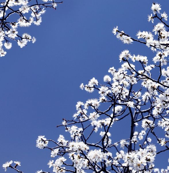 شاخه های درخت بهاری شکوفا با گل های سفید بر فراز آسمان آبی پس زمینه طبیعت مرزی انتزاعی