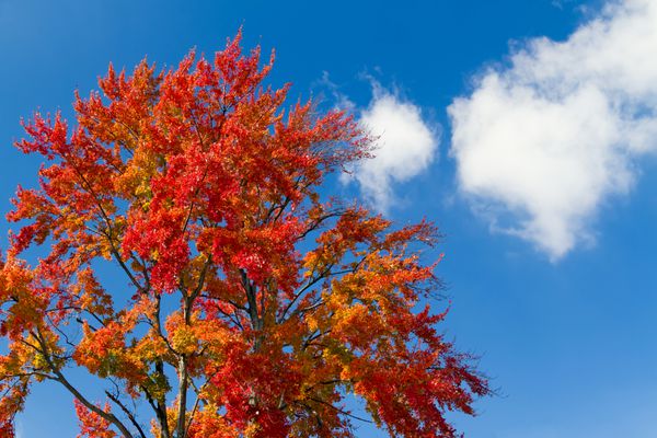 در یک روز آفتابی پاییزی یک شاخ و برگ پاییزی ورزشی بسیار درختی در برابر آسمان آبی با ابرهای سفید ایستاده است