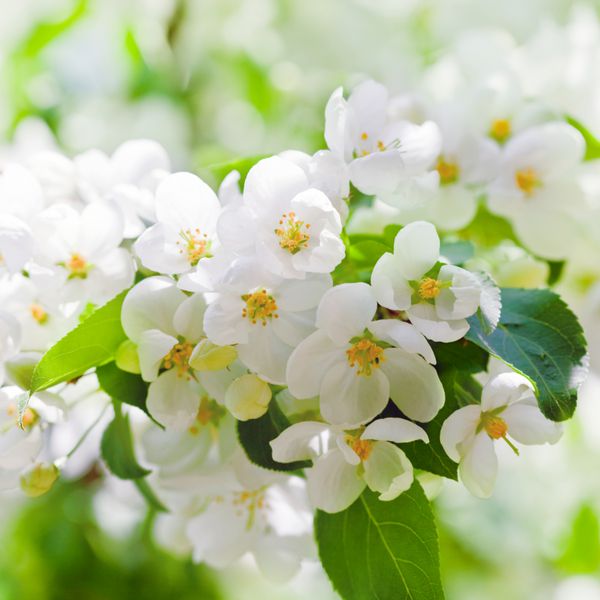 شکوفه های سیب در بهار در زمینه سفید