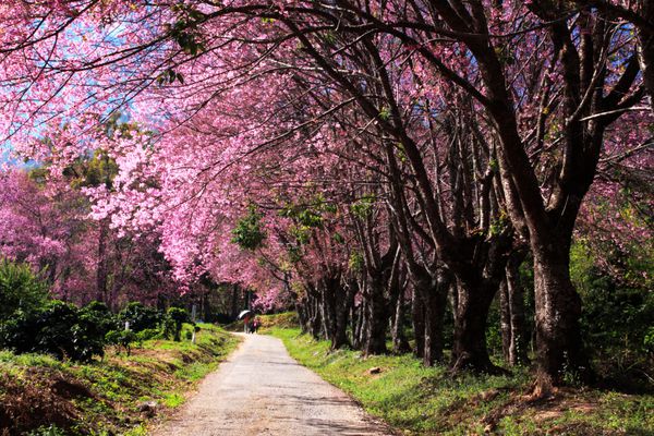 باغ شکوفه های گیلاس