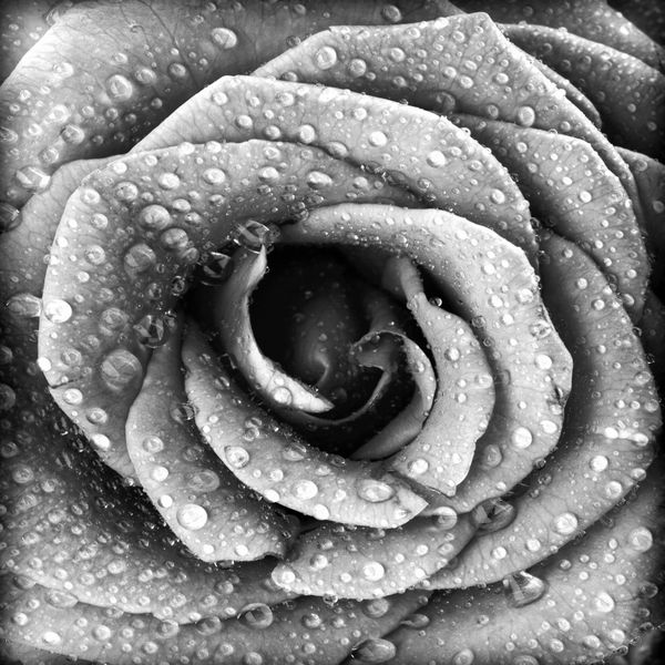 پس زمینه گل رز سیاه و سفید الگوی طبیعی گل انتزاعی گرانج گل تازه با قطرات آب بافت زیبای گلبرگ های گیاهی مرطوب جزئیات طبیعت تعطیلات نماد عشق