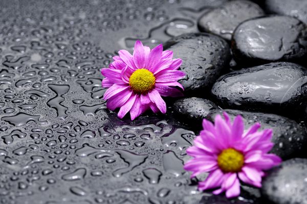 دو گل دیزی با سنگ های ذن در زمینه خیس