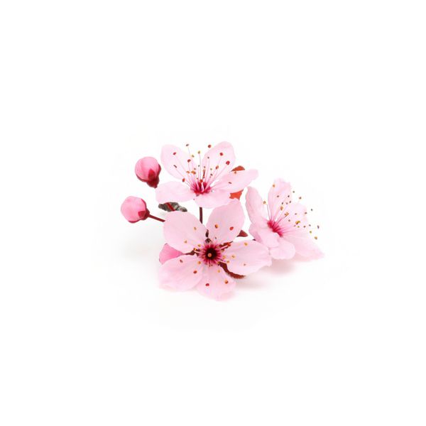 شکوفه گیلاس گل ساکورا جدا شده در پس زمینه سفید