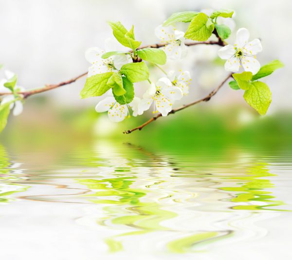گل‌های بهاری سفید روی شاخه درخت بر روی پس‌زمینه بوکه سبز روی امواج آب - دف کم عمق