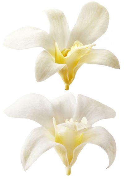 گل وانیل در زمینه سفید