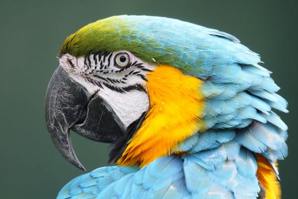 گونه esotica pappagallo uccello