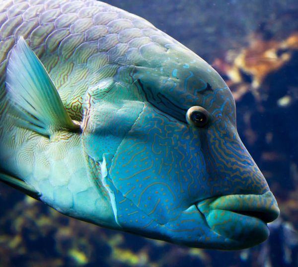 ماهی ناپلئون