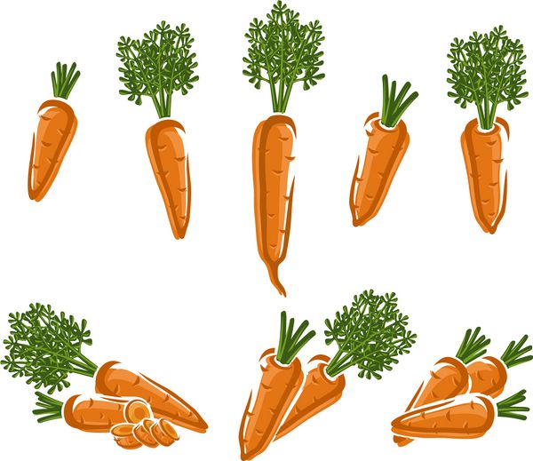 ست هویج بردار