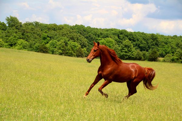 اسب ترشک در حال دویدن در مراتع تابستانی