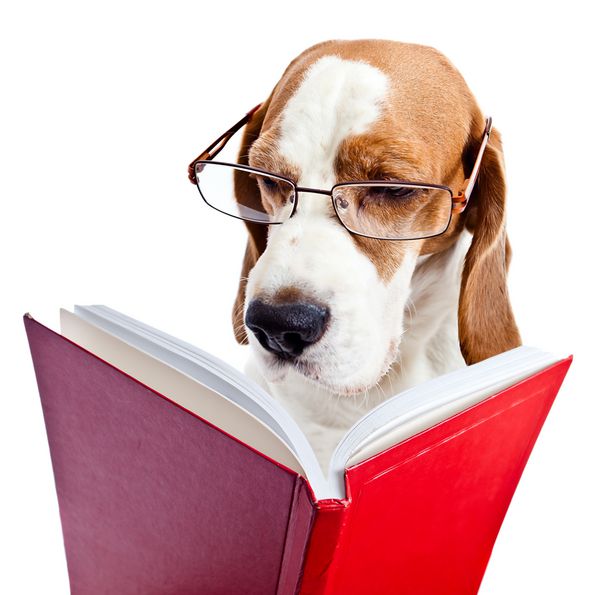 سگ عینکی کتاب قرمز را می خواند