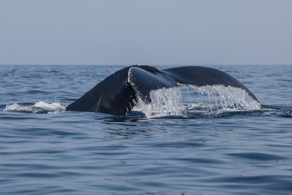 فلوک نهنگ عنبر