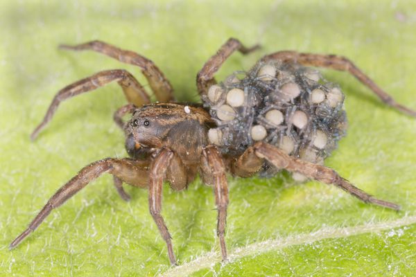 عنکبوت گرگ ماده تروکوسا با بچه عنکبوت در پشت