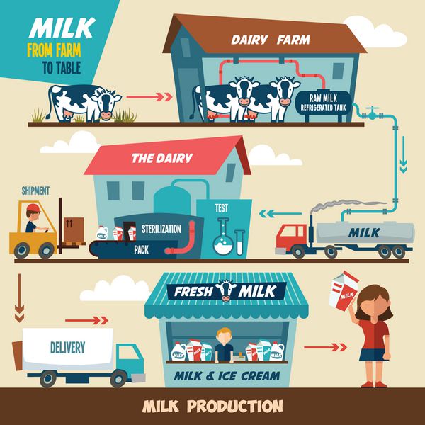 مراحل تولید شیر