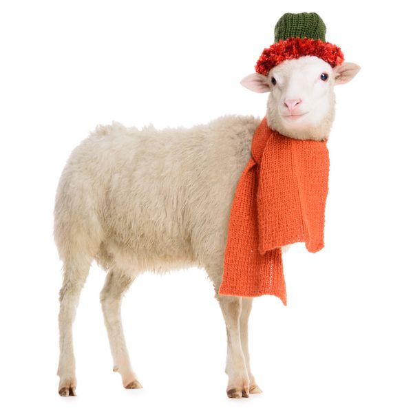 گوسفند در لباس کریسمس