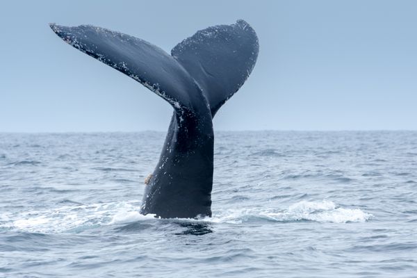 نهنگ عنبر در پورتو لوپز اکوادور