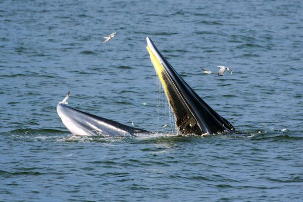 نهنگ براید