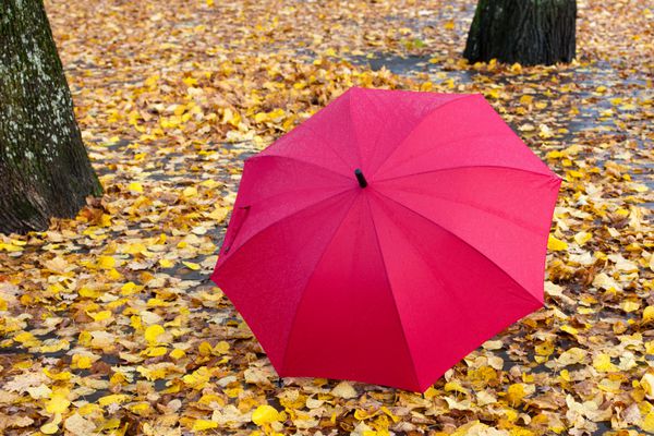 چتر قرمز روی برگ های زرد