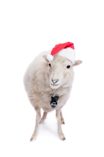 پرتره گوسفند با کلاه کریسمس روی سفید