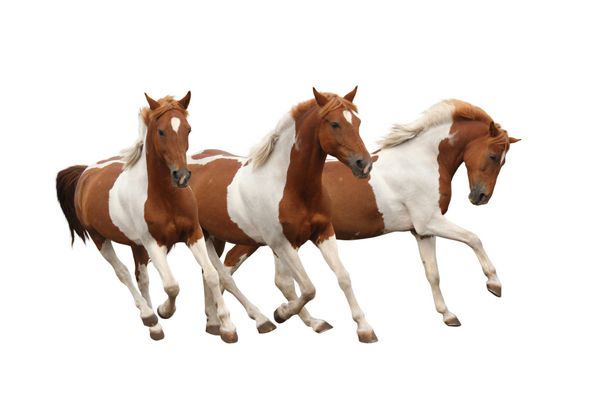 سه اسب کج وار در حال تاختن جدا شده