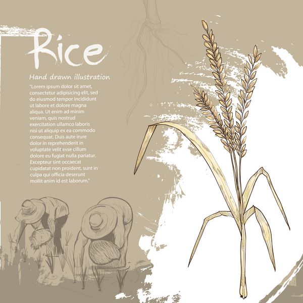 تصویر کشیده شده با دست از برنج طراحی پس زمینه برنج