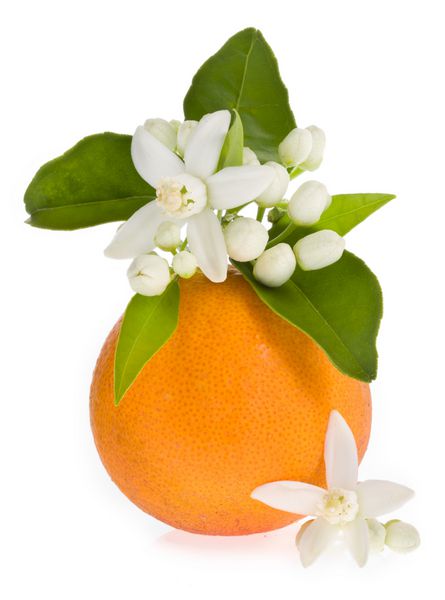 گلهای درخت پرتقال روی یک میوه نارنجی جدا شده در زمینه سفید