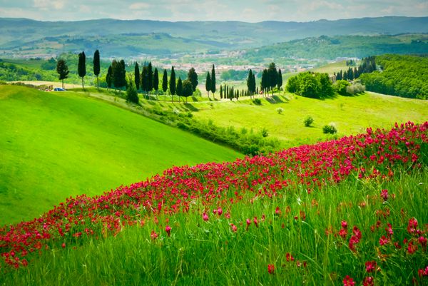 تپه پوشیده از گل های قرمز مشرف به جاده ای با ردیف سرو در یک روز آفتابی در نزدیکی سرتالدو توسکانی ایتالیا