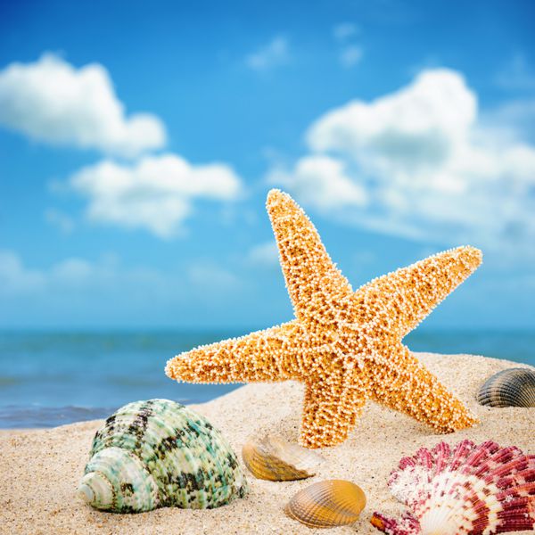 ستاره دریایی و صدف های رنگارنگ در خط ساحلی