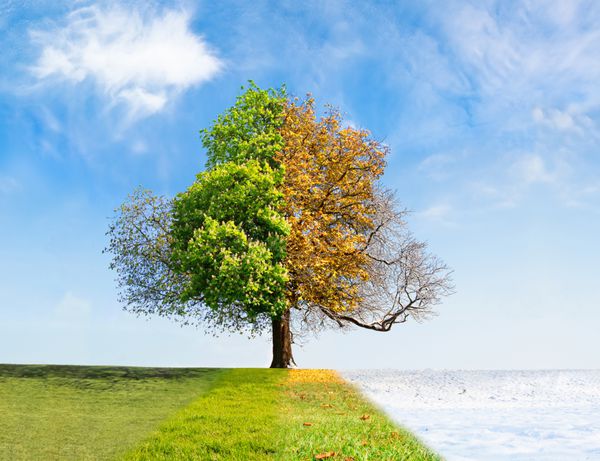 مفهوم گذر زمان درخت چهار فصل