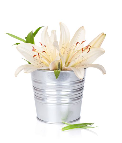 گلهای زنبق سفید در سطل جدا شده در زمینه سفید