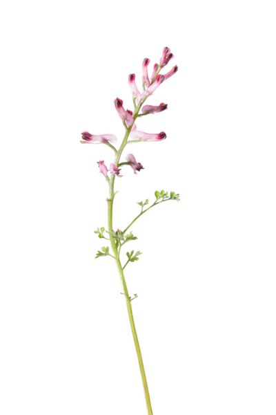 گیاه معمولی فومیتری fumaria officinalis جدا شده روی سفید