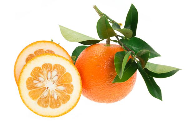 دایدایی گونه آسیایی پرتقال تلخ که به نام های پرتقال سویل پرتقال ترش پرتقال بیگاراد و پرتقال مارمالاد نیز شناخته می شود