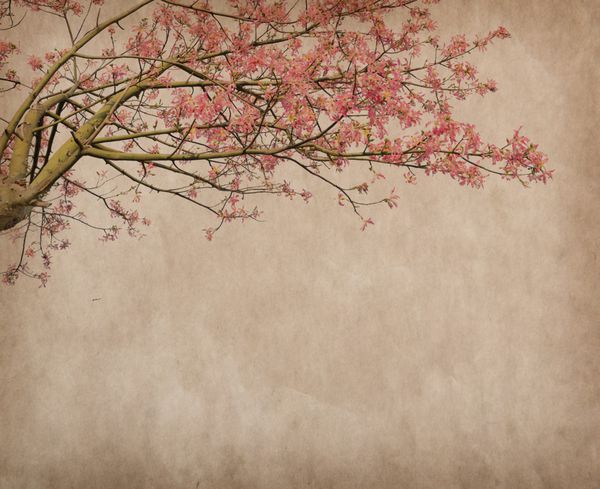 گل های درخت نخ ابریشم chorisia speciosa شکوفه در زمینه کاغذ قدیمی قدیمی
