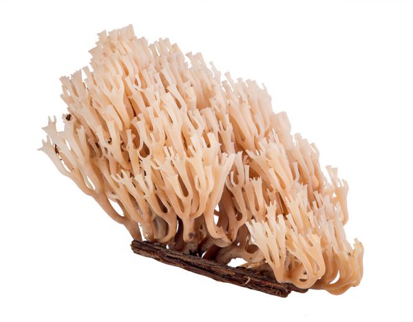 قارچ های مرجانی جدا شده در پس زمینه سفید