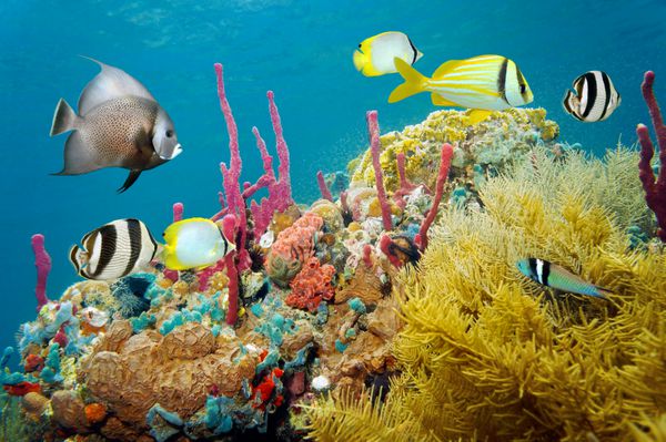 زندگی دریایی رنگی زیر آب در صخره مرجانی با ماهی های گرمسیری دریای کارائیب