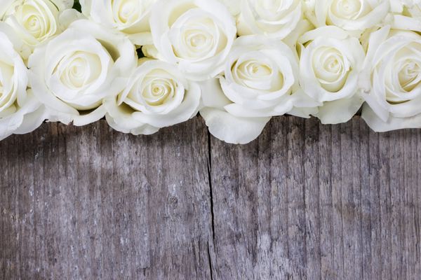 گل رز سفید در زمینه چوبی فوکوس انتخابی کپی sp