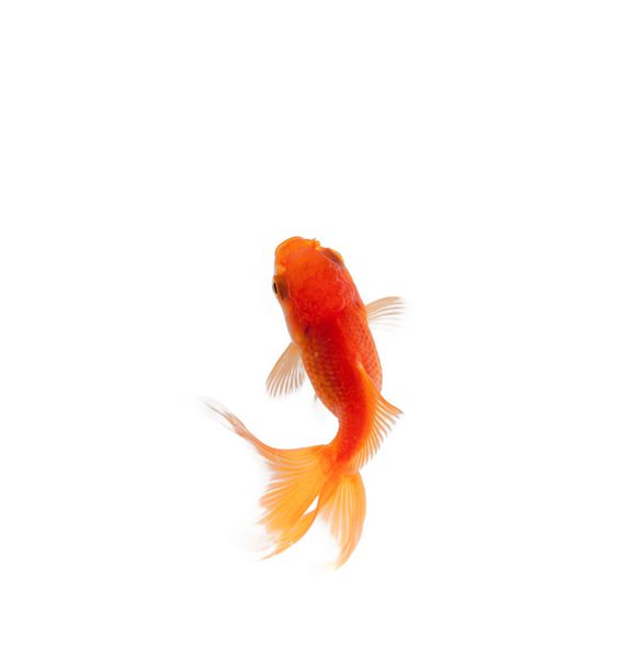 نمای بالای ماهی قرمز در حال شنا در کاسه ماهی جدا شده روی سفید مفهوم طبیعت و محیط زیست وحشی